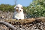 BERGER AUSTRALIEN PUPPIES 019